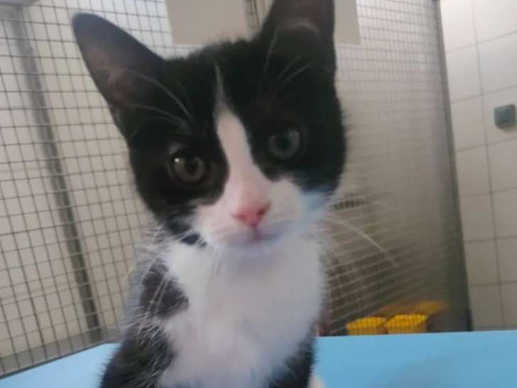 À adopter : chaton femelle noir et blanc