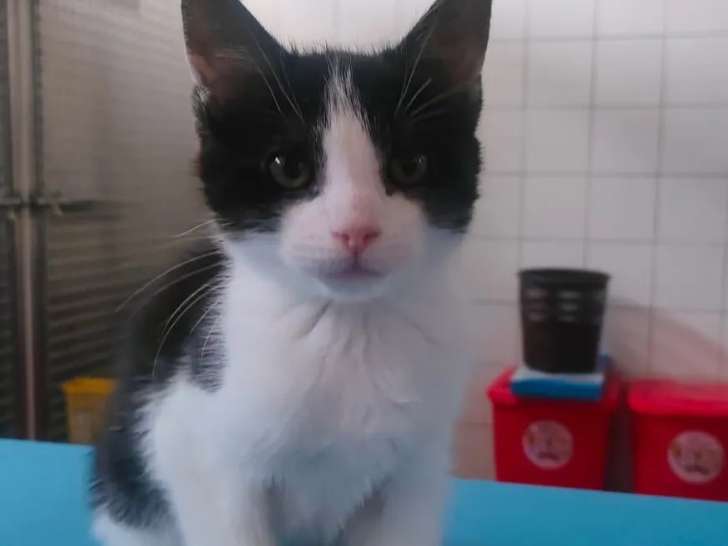 Disponible à l'adoption : chaton mâle de 2 mois
