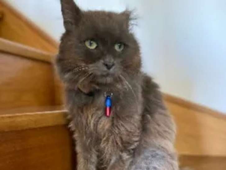 À la recherche d'une famille, chaton mâle gris