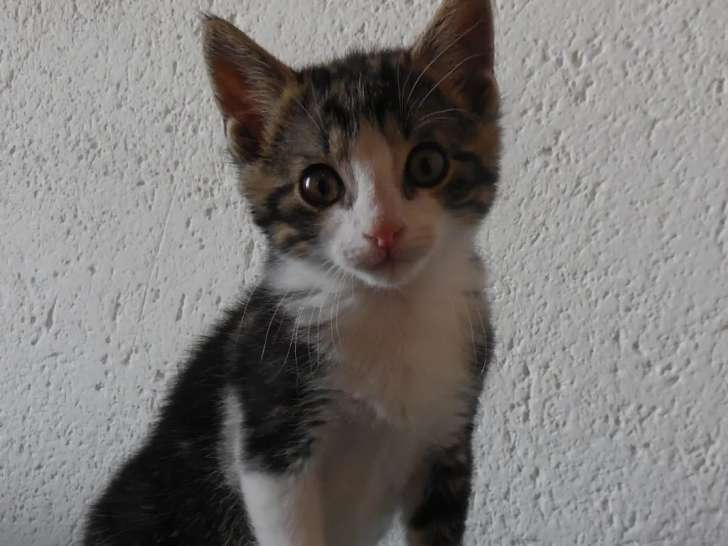 Adoption disponible : chaton mâle de 3 mois