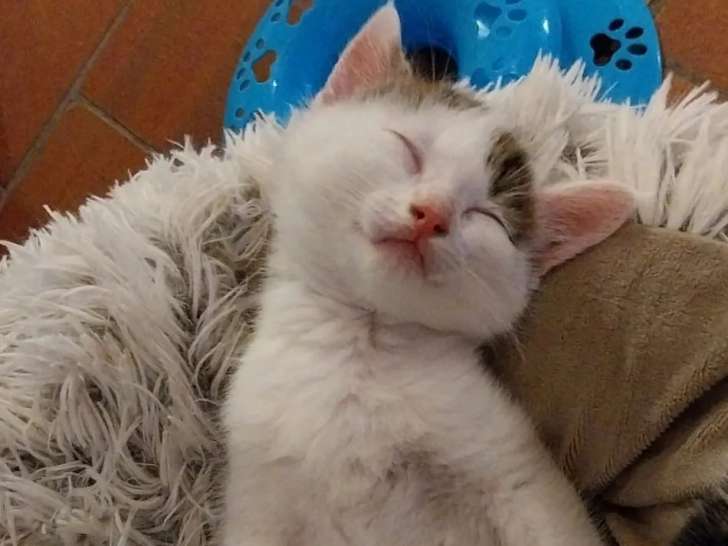 En quête d’un foyer, chaton mâle tigré blanc