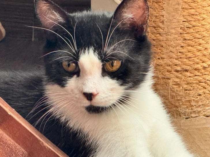 En attente d’une famille, chaton mâle noir et blanc