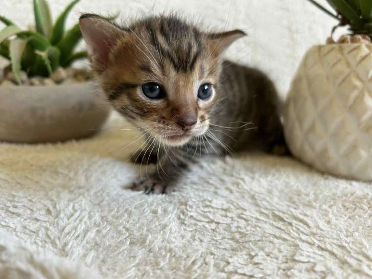 Chaton Toyger et ses parents à vendre