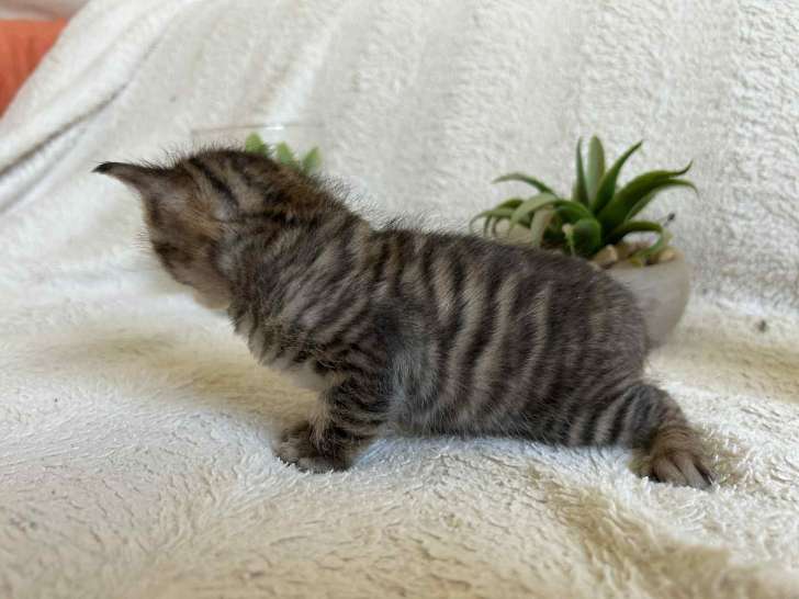 Chaton Toyger et ses parents à vendre