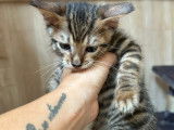 Chaton Toyger et ses parents à vendre