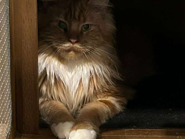 Chatte Maine Coon de pure race à vendre