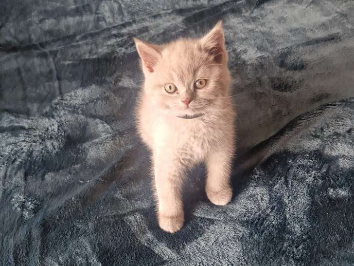 Chaton mâle