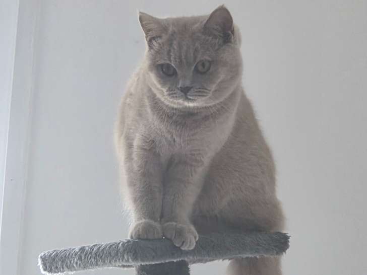 Chatons British Shorthair