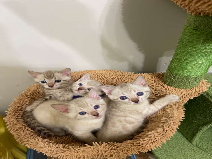 Magnifiques chatonnes Bengal snow à vendre