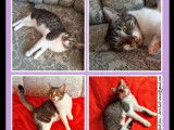 À adopter, chatte tigrée blanche