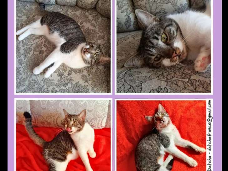 À adopter, chatte tigrée blanche