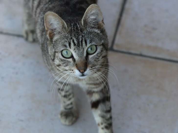 Prêt pour l'adoption, chat tigré gris
