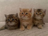 Chatons British Shorthair à vendre