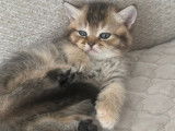 Chatons British Shorthair à vendre