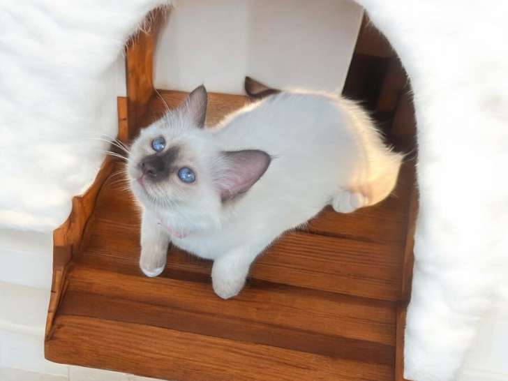 Chatons Sacrés de Birmanie LOOF à vendre