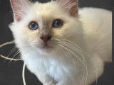 Chatons Sacrés de Birmanie LOOF à vendre