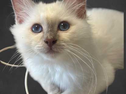 Chatons Sacrés de Birmanie LOOF à vendre