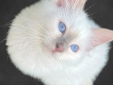 Chatons Sacrés de Birmanie LOOF à vendre