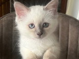 Chatons Sacrés de Birmanie LOOF à vendre