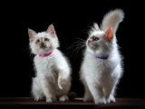 Chatons Sacrés de Birmanie LOOF à vendre