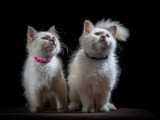Chatons Sacrés de Birmanie LOOF à vendre