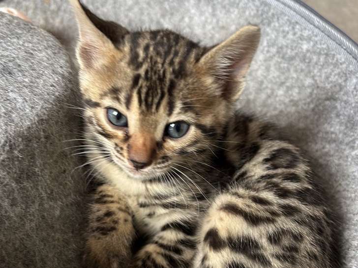 Magnifiques chatons Bengal à vendre