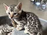 Magnifiques chatons Bengal à vendre