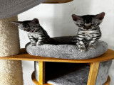 Magnifiques chatons Bengal à vendre