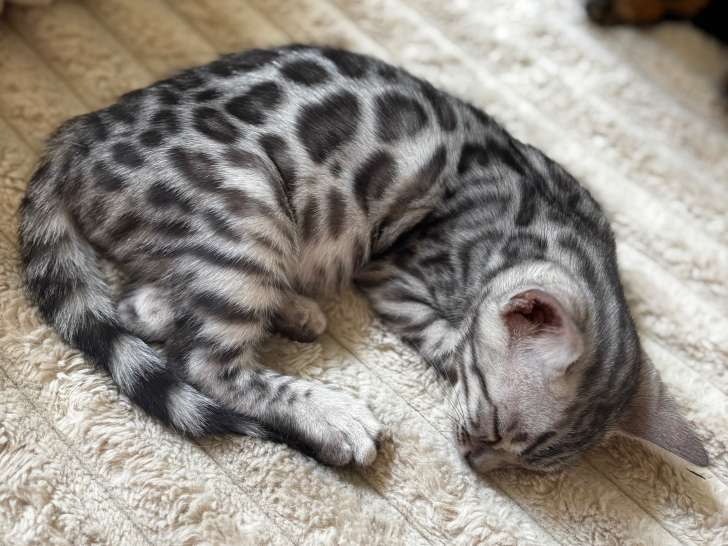 Magnifiques chatons Bengal à vendre