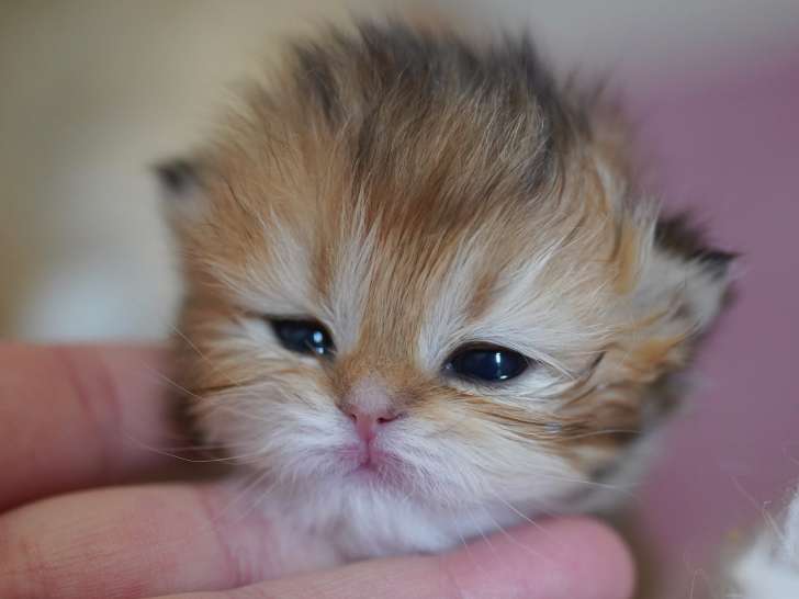 Sublimes chatonnes British Longhair golden shaded à vendre