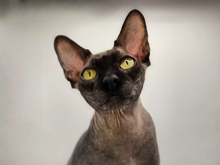 Chat Sphynx à vendre
