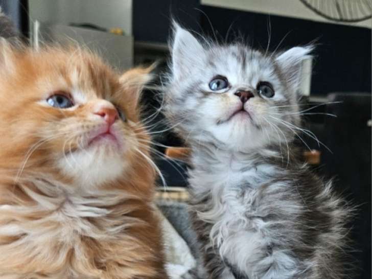 Chatons Maine Coon LOOF à vendre