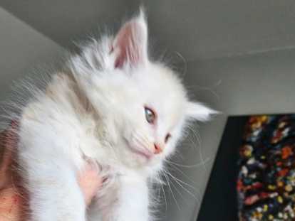 Chatons Maine Coon LOOF à vendre