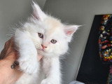 Chatons Maine Coon LOOF à vendre