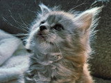 Chatons Maine Coon LOOF à vendre