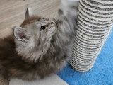 Chatons Maine Coon LOOF à vendre