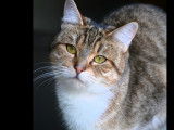 Chatte d'un an à adopter