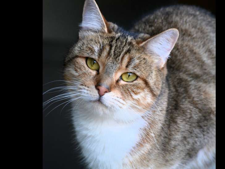 Chatte d'un an à adopter