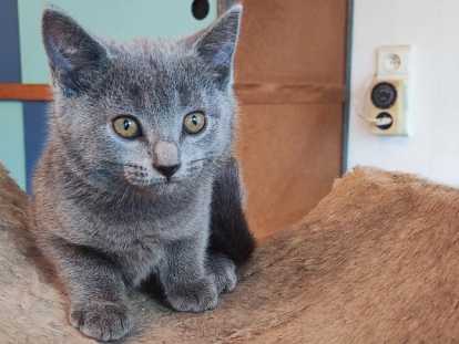 Chatonne Chartreux à vendre