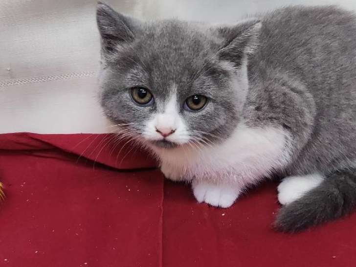 Chatonne British Shorthair disponible en juillet 2025