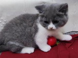 Chatonne British Shorthair disponible en juillet 2025