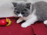 Chatonne British Shorthair disponible en juillet 2025