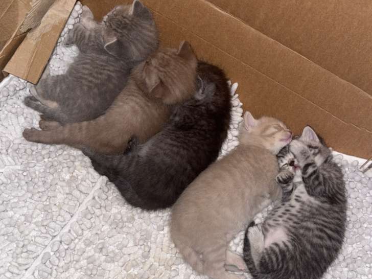 Adorable chatons British Shorthair à réserver