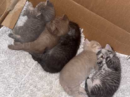 Adorable chatons British Shorthair à réserver