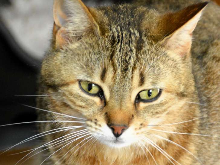Chatte tigrée en attente d'un foyer