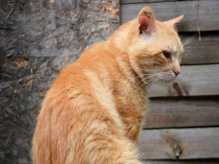 Chat de couleur rousse en quête d'un foyer