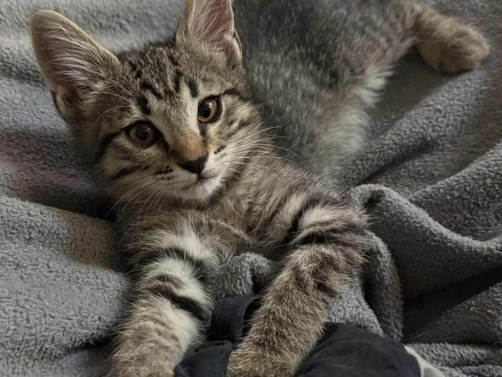 Chaton mâle de 2 mois en attente d'adoption