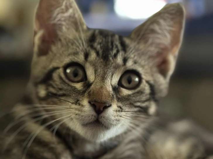 Chaton femelle de 3 mois disponible à l'adoption