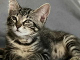 Chaton femelle de 3 mois disponible à l'adoption