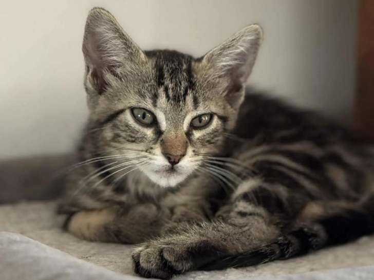 Chatonne de 3 mois à adopter
